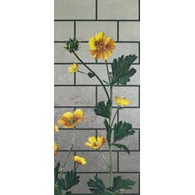 Bisazza Decori Tecnica Artistica С000393783 Ranunculus D Mozaika 129,1x290,5 cm, Itálie - fotografie 1 - foto 1