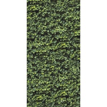 Casalgrande Padana Limpha С000476901 11560123_ArboreaB porcelanato 120x278 cm, Italia - foto 1 - foto 1