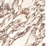 Casalgrande Padana Marmora С000610722 17950213_PAVONAZZETTO LUCIDO gres porcelanato 120x120 cm, Itália, outros tipos de mármore - foto 1 Casalgrande Padana Marmora С000610722 17950213_PAVONAZZETTO LUCIDO gres porcelanato 120x120 cm, Itália, outros tipos de mármore - foto 1