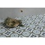 Harmony Havana 22,3x22,3 см, glazed porcelain stoneware, Spain, hydraulic - interior photo 13