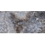 Naxos Serenade С000590782 127700_AstralLev+Ret60X120 gres porcelánový 60x120 cm, Itálie, ostatní druhy mramoru - fotografie 1