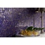 Sicis Firefly glass, Italia, perlemor - interiørfoto 9