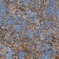 Versace Maximvs С000588722 G67555_MAXIMVS GALAX.BLUE LUX R 120X120 porcelain tile 120x120 cm, Italy, other types of marble - photo 1 Versace Maximvs С000588722 G67555_MAXIMVS GALAX.BLUE LUX R 120X120 porcelain tile 120x120 cm, Italy, other types of marble - photo 1